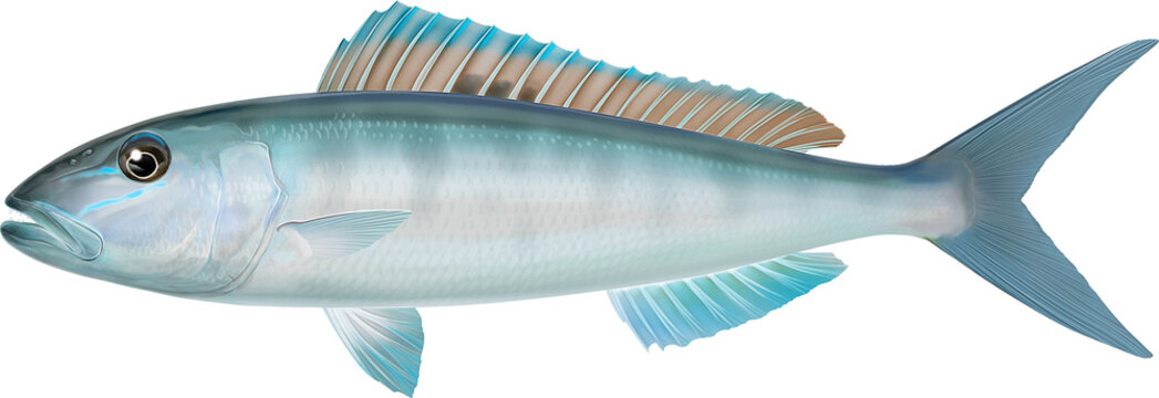 Salt water fish Green jobfish