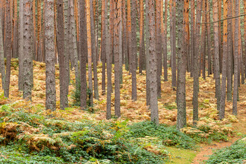 Obraz premium Hiking route along the banks of the Eresma River in the Valsain area along the path called the Royal Fisheries
