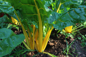 Fototapeta premium Yellow and red Swiss chard plants growing in the vegetable garden on summer. Beta vulgaris 