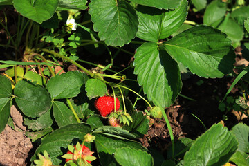 Strawberry plants with flowers and fruit in the vegetable garden on summer. Fragaria plant