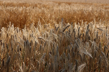 Close-up of golden wheat field ready to harvest on summer.Triticum agricultural field in the...