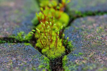 Moss Growth in Stone Crack, Dew Drops