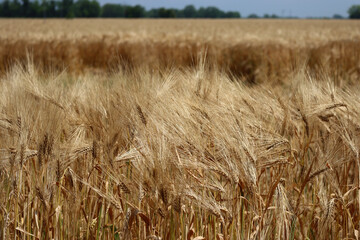 Close-up of golden wheat field ready to harvest on summer.Triticum agricultural field in the...