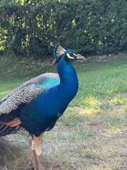Fototapeta premium Male Indian peafowl (Pavo cristatus)
