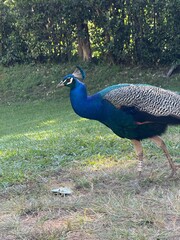 Fototapeta premium Male Indian peafowl (Pavo cristatus)