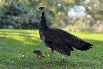 Female Indian peafowl (Pavo cristatus) with baby