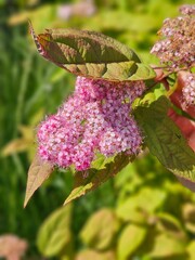 Japanese spiraea showing tiny pink flowers and green and burgundy leaves