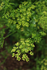 Parsley plant with yellow flowers in the vegetable garden. Petroselinum crispum in bloom on summer