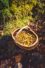Basket filled with Craterellus tubaeformis mushrooms (winter chanterelle, yellowfoot, winter...