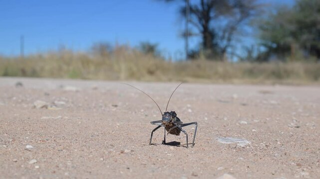 Armoured ground cricket, Acanthoplus discoidalis, cannibalism, large, thick-bodied, wingless cricket, omnivorus, it bites, squirts its acrid-smelling blood, vomits its stomach contents, common, it app