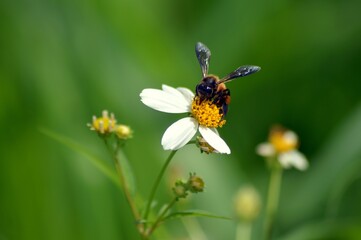 bee on flower