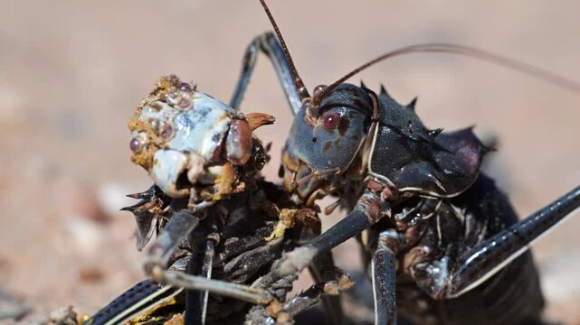 Armoured ground cricket, Acanthoplus discoidalis, cannibalism, large, thick-bodied, wingless cricket, omnivorus, it bites, squirts its acrid-smelling blood, vomits its stomach contents, common, it app