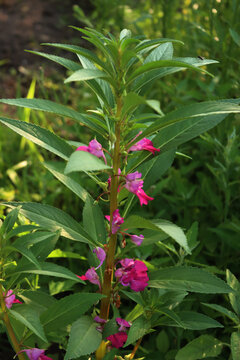 Close-up of pink Impatiens balsamina pink flowers . Also calleds balsam, garden balsam, rose balsam, touch-me-not or spotted snapweed