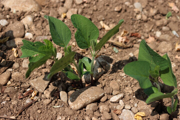 Close-up of green Soybean plants growing in the field on summer. Soya bean agricultural field 