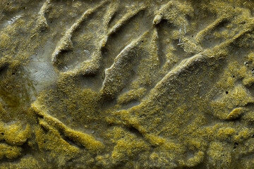 Surface of a frozen block of cooked and high-speed-blended white mustard greens. It can be an...