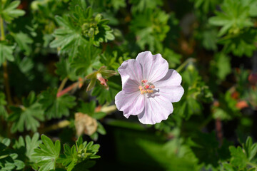 Bloody cranesbill flower - Latin name - Geranium sanguineum Apfelblute