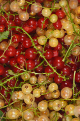 A vibrant close-up shows a bountiful mix of fresh red and translucent white currants on their stems, packed closely together, highlighting their juicy texture