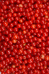 A vibrant, high-angle close-up showcases a plentiful, natural pile of freshly harvested red currants, filling the frame with their glossy, jewel-toned appearance