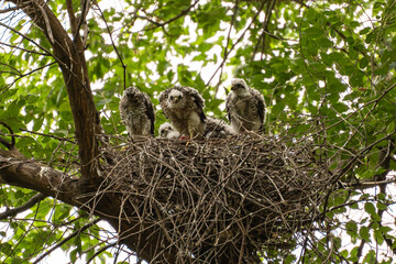 Sparrowhawk or little sparrowhawk (Accipiter nisus) nestlings are sitting in a nest of thick branches in a tall tree, one of them is eating prey, red meat is visible near his feet.
