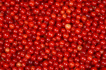 A vibrant, high-angle close-up showcases a plentiful, natural pile of freshly harvested red currants, filling the frame with their glossy, jewel-toned appearance