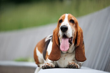 cute basset hound dog lying on a bench