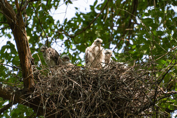 Four sparrowhawk or little sparrowhawk (Accipiter nisus) nestlings are sitting in a nest of thick branches in a tall tree, they are feathering, this is a change of down to the first plumage.