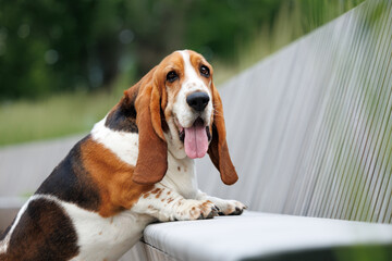basset hound dog portrait on a bench