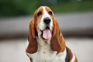 happy basset hound dog portrait close up outdoors
