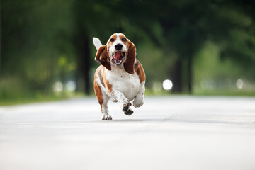 funny basset hound dog running in the park