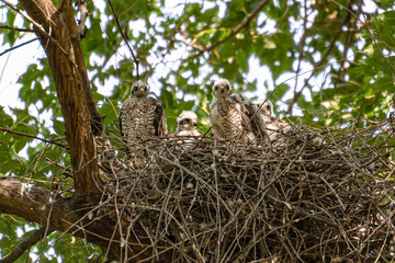 Four sparrowhawk or little sparrowhawk (Accipiter nisus) nestlings are sitting in a nest of thick branches in a tall tree, they are feathering, this is a change of down to the first plumage.