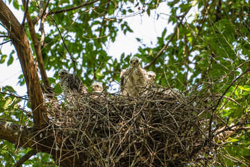 Four sparrowhawk or little sparrowhawk (Accipiter nisus) nestlings are sitting in a nest of thick...
