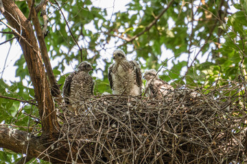 Three parrowhawk or little sparrowhawk (Accipiter nisus) nestlings are sitting in a nest of thick branches in a tall tree, they are feathering, this is a change of down to the first plumage.