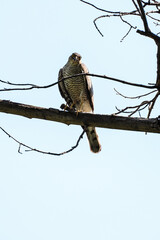 An adult sparrowhawk or little sparrowhawk (Accipiter nisus) sits on a tree branch against the blue sky and looks down at the camera, opening its beak, vertical photo.