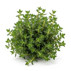 Obraz premium Bushy Green Thyme Plant on White Background