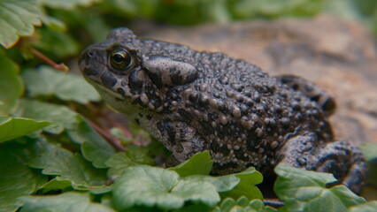 common toad bufo