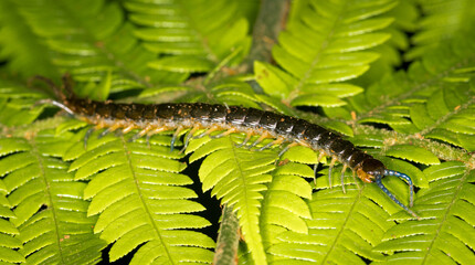 Close up of a native new zealand centipede on a green fern