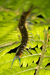 Close up of a native new zealand centipede on a green fern