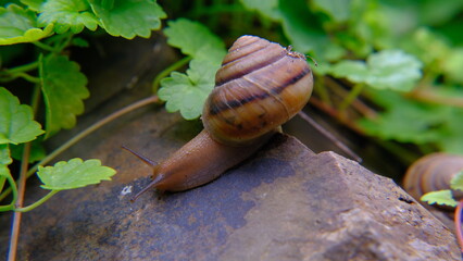 snail on a leaf