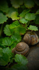 snail on a leaf