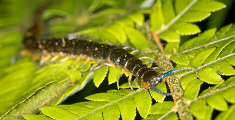 Close up of a native new zealand centipede on a green fern