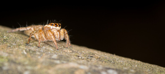 Close up macro photo of white banded house jumping spider