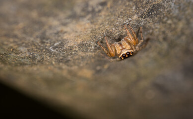 Close up macro photo of white banded house jumping spider