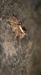 Close up macro photo of white banded house jumping spider