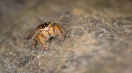 Close up macro photo of white banded house jumping spider
