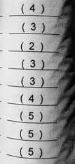 Perfect 4.00 Grade Average – End of School Year Achievement. Monochrome hues.