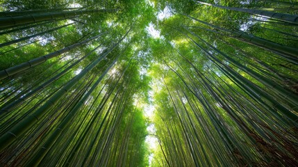 Fototapeta premium Bamboo forest canopy view