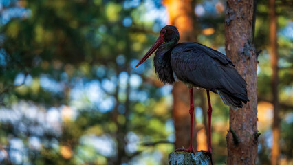 Bocian czarny © Mariusz