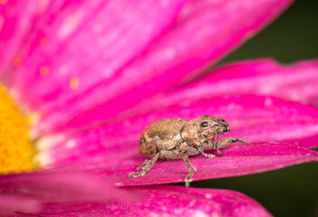 Close up of a Weevil on garden plant
