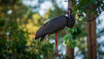 Bocian czarny © Mariusz