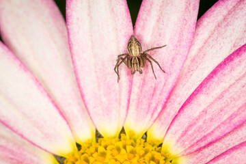 
Close up of crab spider on a flower
